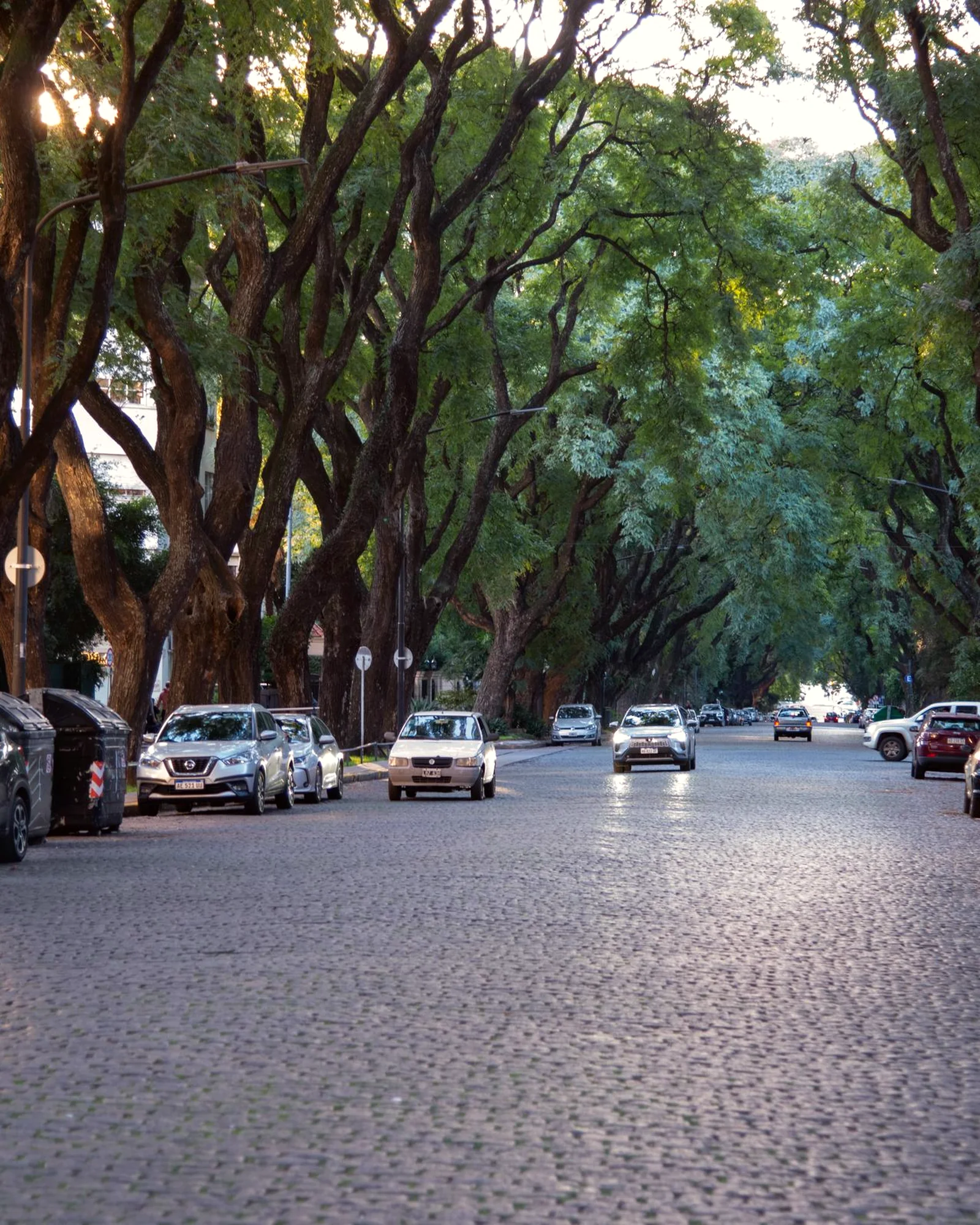 Alameda arbolada junto al proyecto Alameda